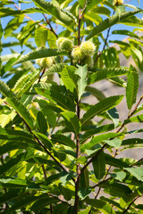 Paysage &agrave; travers le nord de l' Italie
