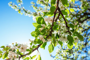pear flowers on a tree in spring