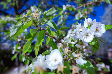 spring flowers blooming on trees