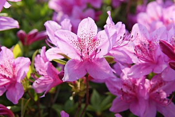 Fototapeta premium 한국 경기도 시흥시 옥구공원 입니다