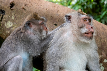 Crab eating macaque monkeys, known as 