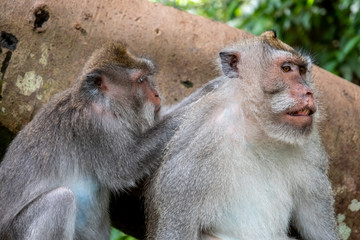 Crab eating macaque monkeys, known as " Macaca fascicularis " in Ubud, Bali, Indonesia