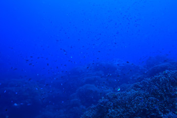 Naklejka na ściany i meble underwater scene / coral reef, world ocean wildlife landscape