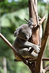 koala, a unique mammal in Australia