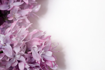 A branch of blooming lilac isolated on a white background.