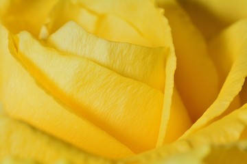 Naklejka na ściany i meble Yellow Rose close up macro photo