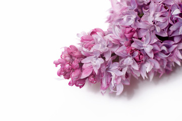 A branch of blooming lilac isolated on a white background.