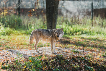 wolf in the woods