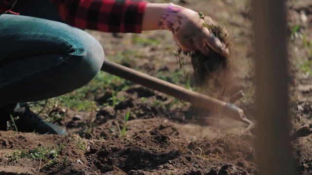 Farmer working in garden, cleaning the vegetable patch. Woman removing weeds, digging in ground using hoe and hands. Preparing the soil for ecology planting, responsible agriculture concept.