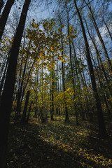 Fototapeta premium autumn in the forest