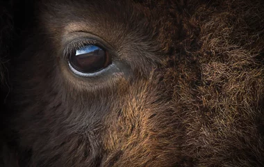 Papier Peint photo Bison Gros plan sur les yeux de bison d& 39 Amérique.
