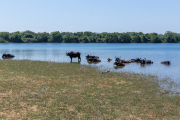 Obraz na płótnie Canvas Wild buffaloes escape from the heat in the lake in Udawalawe National Park