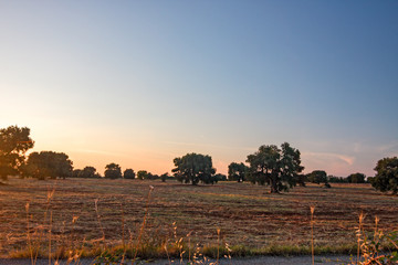 View of centuries-old olive trees, in the Apulian countryside in Italy.