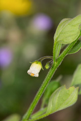 Macrophotographie de fleur sauvage - Muguet des pampas - Salpichroa origanifolia