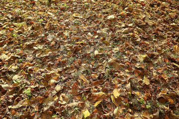 fallen yellow leaves background / abstract seasonal plain yellow leaves background in the park