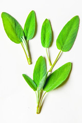 aromatic herbs - sage