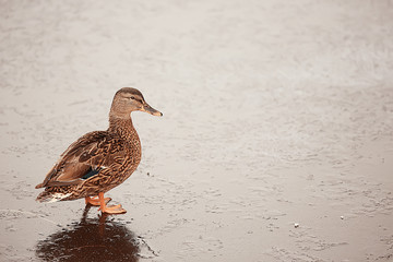 wintering birds / bird flock, winter lake, wild birds on winter lake, seasonal, migratory ducks