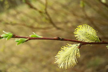 willow branches spring background, abstract blurred view of spring early march easter