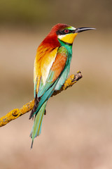 European Bee-eater, Merops apiaster, perched on a branch against a defocused light green background