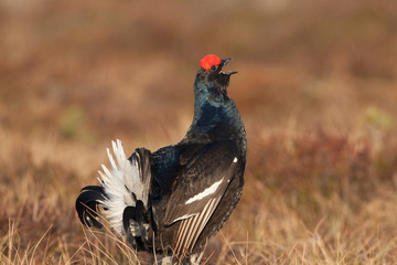 Close up portrait of Black Grouse on typical display posture wings and tai  feathers spread calling (bubbling) on lekking site on the peat bog 