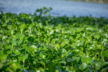 Detailed view of lake with common water hyacinths, aquatic plants, on the bank