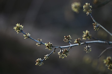 branches of young green leaves and buds, seasonal background, april march landscape in the forest