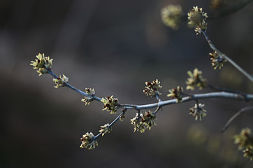 branches of young green leaves and buds, seasonal background, april march landscape in the forest