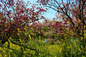 さくら　菜の花　川　風景　杤木　渡良瀬