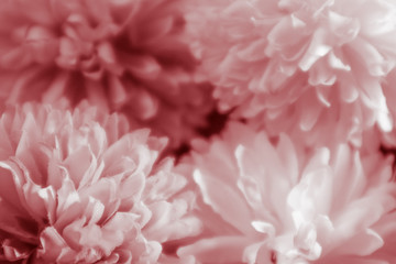 Beautiful abstract color orange pink flowers on black background and purple graphic purple flower frame and pink leaves texture, purple background, colorful orange graphics banner 