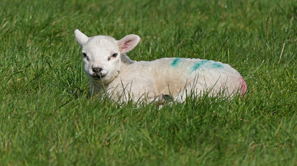 Naklejka na ściany i meble Sheep and lambs laying in the sun in a field Ireland