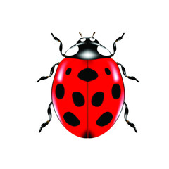 Icon ladybug or lady bird on white background. Red ladybug, Insect beetle, Symbol of nature. Isolated on white background.