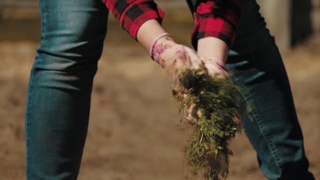 Farmer working in garden, cleaning the vegetable patch. Woman is shaking plant to remove soli from weeds roots. Preparing the soil for ecology planting, responsible agriculture concept.