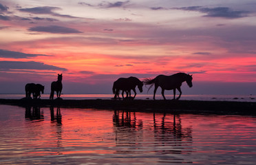 Group of the horses on the coastal spit with the long summer night dusk colored sky and reflections on water