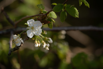 cherry blossom in spring
