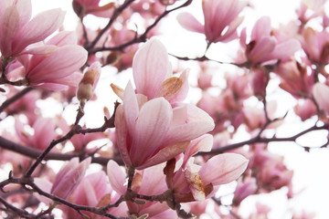 Blurry image of branches of magnolia tree with a big pink flowers. Botanical background, blurred shot, pink colors. Abstract nature background. Magnolia tree, cropped shot.
