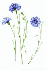 Watercolor bouquet blue cornflowers on white background. Floral illustration for card.
