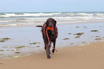 Flat Coated Retriever mit Kong - Spielzeug am Strand in S&uuml;dfrankreich