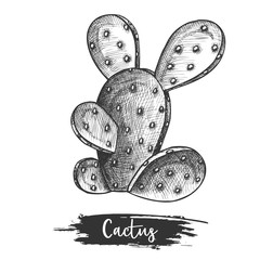 Mexican giant cactus sketch or desert cacti