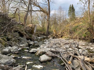 river in forest