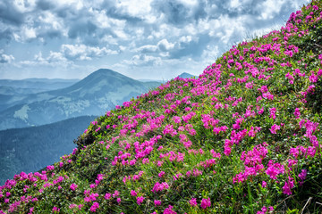 Obraz premium A huge meadow of rhododendrons blooms on the strength of the mountains in the Ukrainian Carpathians