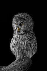 A large owl-crested owl with bright yellow eyes on a contrasting black background