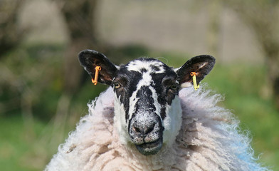 Sheep and lambs laying in the sun in a field Ireland