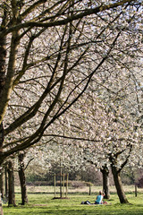 Obraz premium Kirschblüten im Park