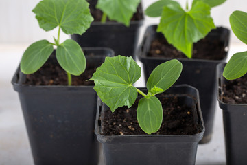 Young cucumber seedlings in a black flower pots on white background. Gardening concept.