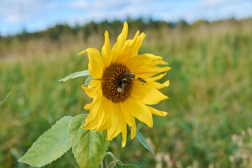Bee on the sunflower
