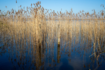 reed-in-water