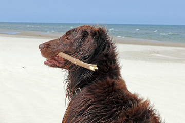 Brauner Flat Coated Retriever am Strand mit Stock im Maul