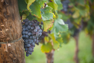 Obraz premium raisin