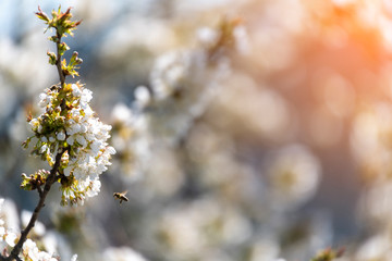 White blossom tree blurred background