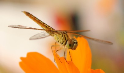 Close Up of Dragon Fly
